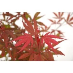 Acero Rosso Giapponese "Acer Palmatum Shaina" Pianta In Vaso 20 Cm -Negozio al dettaglio Evergreen 24201955 5