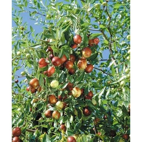 Giuggiolo 1 Giuggiolo