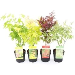 Acero Palmato Giapponese "Acer Palmatum" Mix 4 Piante Diverse In Vaso 11 Cm -Negozio al dettaglio Evergreen 24449737 3