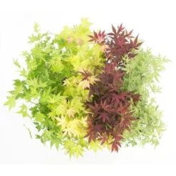 Acero Palmato Giapponese "Acer Palmatum" Mix 4 Piante Diverse In Vaso 11 Cm -Negozio al dettaglio Evergreen 24449737 4