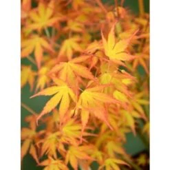 Acero Rosso Giapponese "Acer Palmatum Katsura" Pianta In Vaso 11 Cm -Negozio al dettaglio Evergreen 24692721 3