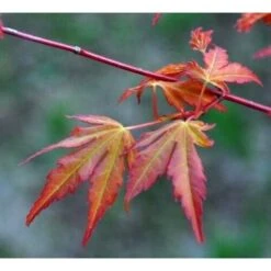 Acero Rosso Giapponese "Acer Palmatum Katsura" Pianta In Vaso 11 Cm -Negozio al dettaglio Evergreen 24692721 4