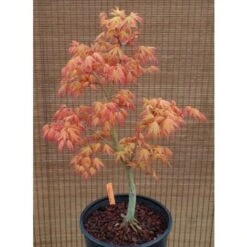Acero Rosso Giapponese "Acer Palmatum Katsura" Pianta In Vaso 11 Cm -Negozio al dettaglio Evergreen 24692721 5