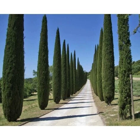 Cipresso Nero "Cupressus Sempervirens Pyramidalis" Pianta In Vaso 19 Cm H. 70/100 Cm 1 Cipresso Nero "Cupressus Sempervirens Pyramidalis" Pianta In Vaso 19 Cm H. 70/100 Cm