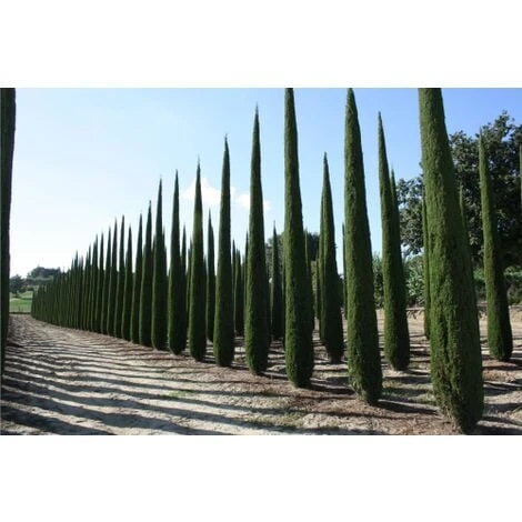 Cipresso Nero "Cupressus Sempervirens Pyramidalis" Pianta In Vaso 19 Cm H. 70/100 Cm 2 Cipresso Nero "Cupressus Sempervirens Pyramidalis" Pianta In Vaso 19 Cm H. 70/100 Cm - immagine 2