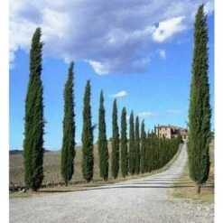 Cipresso Nero "Cupressus Sempervirens Pyramidalis" Pianta In Vaso 19 Cm H. 70/100 Cm 9 Cipresso Nero "Cupressus Sempervirens Pyramidalis" Pianta In Vaso 19 Cm H. 70/100 Cm -Negozio al dettaglio Evergreen 25014854 5