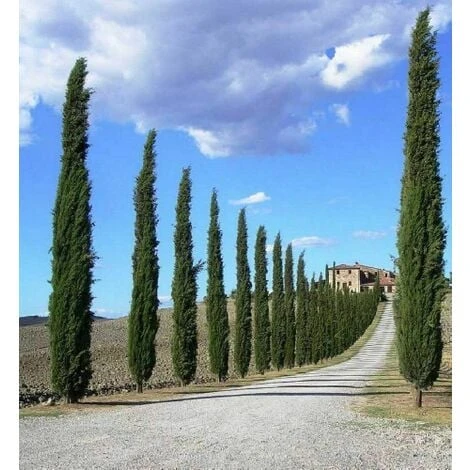 Cipresso Nero "Cupressus Sempervirens Pyramidalis" Pianta In Vaso 19 Cm H. 70/100 Cm 5 Cipresso Nero "Cupressus Sempervirens Pyramidalis" Pianta In Vaso 19 Cm H. 70/100 Cm - immagine 5