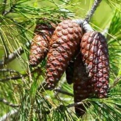 Pino Da Pinoli Domestico "Pinus Pinea" Pianta In Vaso Da 2 Litri H. 60/80 Cm -Negozio al dettaglio Evergreen 25963782 4