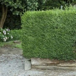 Pianta Di Bosso "Buxus Sempervirens" In Vaso Biodegradabile Biodegradabile -Negozio al dettaglio Evergreen 26225606 5