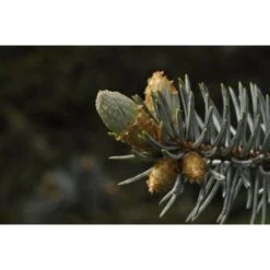 Abete Blu Argentato "Picea Pungens Kosteriana Hoopsii" In Mastello H. 100/120 Cm -Negozio al dettaglio Evergreen 26225609 3