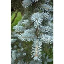 Abete Blu Argentato "Picea Pungens Kosteriana Hoopsii" In Mastello H. 100/120 Cm -Negozio al dettaglio Evergreen 26225609 4
