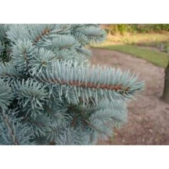 Abete Blu Argentato "Picea Pungens Kosteriana Hoopsii" In Mastello H. 100/120 Cm -Negozio al dettaglio Evergreen 26225609 5