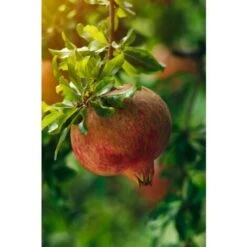 Melograno Da Frutto "Punica Granatum Wonderful" Pianta In Vaso H. 50/70 Cm