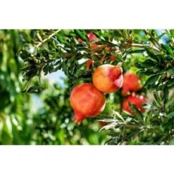 Negozio al dettaglio Evergreen -Negozio al dettaglio Evergreen 26589437 2