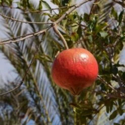 Melograno Da Frutto "Punica Granatum Wonderful" Pianta In Vaso H. 50/70 Cm -Negozio al dettaglio Evergreen 26589437 5