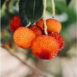 Corbezzolo "Arbutus Unedo" Pianta In Vaso 18 Cm -Negozio al dettaglio Evergreen 27242503 5