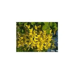 Pianta Di Laburnum Anagyroides Maggiociondolo H 150cm