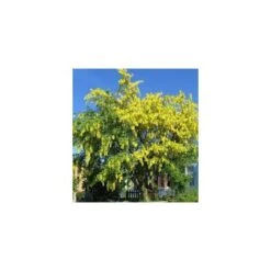 Negozio al dettaglio Evergreen -Negozio al dettaglio Evergreen 27363135 2