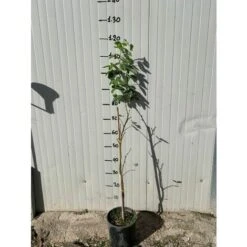 Pianta Di Laburnum Anagyroides Maggiociondolo H 150cm -Negozio al dettaglio Evergreen 27363135 3