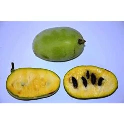 PIANTA DI ASIMINA TRILOBA BANANO DI MONTAGNA Foto Reali -Negozio al dettaglio Evergreen 27363150 3