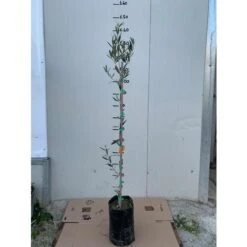 Pianta Di Ulivo Leucocarpa (Olive Bianche) Certificata Foto Reali -Negozio al dettaglio Evergreen 27363152 3