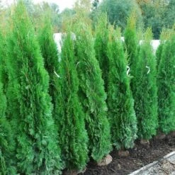Tuia Smeraldo "Thuja Occidentalis Smaragd" Pianta In Vaso 17 Cm H. 40/70 Cm