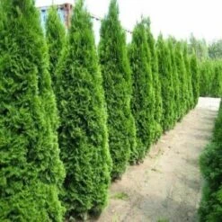 Tuia Smeraldo "Thuja Occidentalis Smaragd" Pianta In Vaso 17 Cm H. 40/70 Cm -Negozio al dettaglio Evergreen 27386114 4