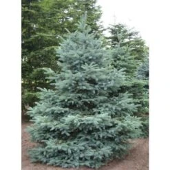 Abete Argentato Pino Blu "Picea Pungens Glauca" Pianta In Vaso 18 Cm H. 50/60 Cm