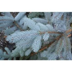 Abete Argentato Pino Blu "Picea Pungens Glauca" Pianta In Vaso 18 Cm H. 50/60 Cm -Negozio al dettaglio Evergreen 27435236 3