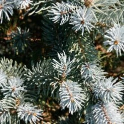 Abete Argentato Pino Blu "Picea Pungens Glauca" Pianta In Vaso 18 Cm H. 50/60 Cm -Negozio al dettaglio Evergreen 27435236 4