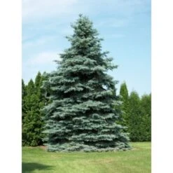 Abete Argentato Pino Blu "Picea Pungens Glauca" Pianta In Vaso 18 Cm H. 50/60 Cm -Negozio al dettaglio Evergreen 27435236 5