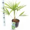 Palma Cinese A Ventaglio "Trachycarpus Fortunei" Pianta In Vaso 13 Cm