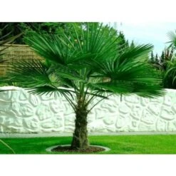 Palma Cinese A Ventaglio "Trachycarpus Fortunei" Pianta In Vaso 13 Cm 9 Palma Cinese A Ventaglio "Trachycarpus Fortunei" Pianta In Vaso 13 Cm -Negozio al dettaglio Evergreen 27563904 5