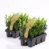 Bosso "Buxus Microphylla Faulkner" 12 Piante Da Siepe In Vaso 9 Cm