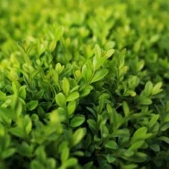 Bosso "Buxus Microphylla Faulkner" 12 Piante Da Siepe In Vaso 9 Cm -Negozio al dettaglio Evergreen 27563905 3