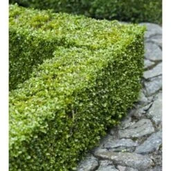 Bosso "Buxus Microphylla Faulkner" 12 Piante Da Siepe In Vaso 9 Cm -Negozio al dettaglio Evergreen 27563905 5