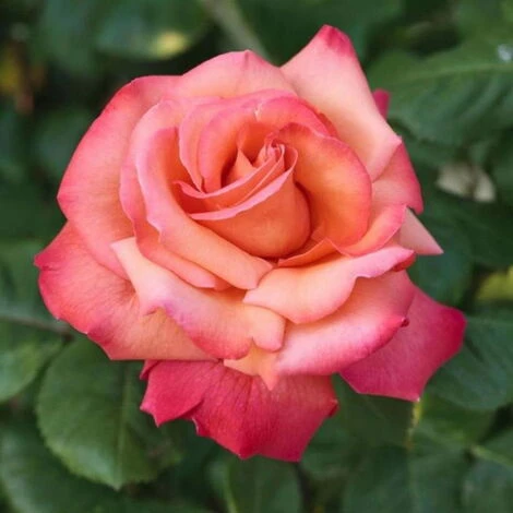 Cristoforo Colombo 1 Cristoforo Colombo