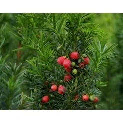 Tasso Comune "Taxus Baccata" Pianta In Vaso 18 Cm H. 50/60 Cm -Negozio al dettaglio Evergreen 28367075 3