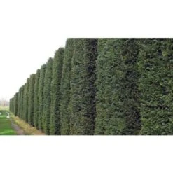 Tasso Comune "Taxus Baccata" Pianta In Vaso 18 Cm H. 50/60 Cm -Negozio al dettaglio Evergreen 28367075 4