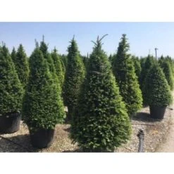 Tasso Comune "Taxus Baccata" Pianta In Vaso 18 Cm H. 50/60 Cm -Negozio al dettaglio Evergreen 28367075 5
