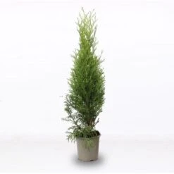 Tuia Smeraldo "Thuja Occidentalis Smaragd" Pianta In Alveolo