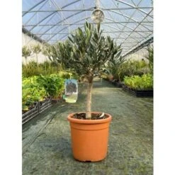 Olivo Ulivo "Olea Europea" Bonsai Bellissima Pianta In Vaso 22 Cm FOTO REALI -Negozio al dettaglio Evergreen 28367093 3