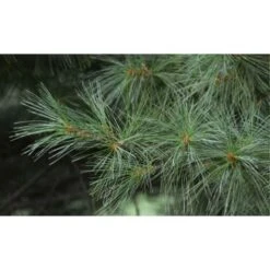 Pino Bianco Americano "Pinus Strobus" Pianta In Vaso 18 Cm H. 40/50 Cm -Negozio al dettaglio Evergreen 28367095 3