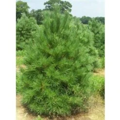Pino Bianco Americano "Pinus Strobus" Pianta In Vaso 18 Cm H. 40/50 Cm -Negozio al dettaglio Evergreen 28367095 4