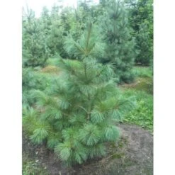Pino Bianco Americano "Pinus Strobus" Pianta In Vaso 18 Cm H. 40/50 Cm -Negozio al dettaglio Evergreen 28367095 5