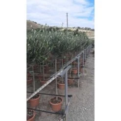 Ulivo Olivo Leccino "Olea Europea" Alberello CERTIFICATO In Vaso 24 Cm FOTO REALI -Negozio al dettaglio Evergreen 28367096 3