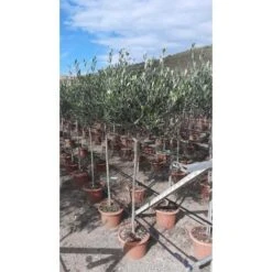 Ulivo Olivo Leccino "Olea Europea" Alberello CERTIFICATO In Vaso 24 Cm FOTO REALI -Negozio al dettaglio Evergreen 28367096 4