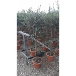 Ulivo Olivo Leccino "Olea Europea" Alberello CERTIFICATO In Vaso 24 Cm FOTO REALI -Negozio al dettaglio Evergreen 28367096 5