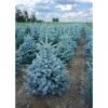 Abete Blu Pino Argentato "Picea Pungens Super Blue Seedling" Pianta In Vaso 22 Cm H. 30/40 Cm