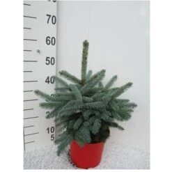 Abete Blu Pino Argentato "Picea Pungens Super Blue Seedling" Pianta In Vaso 22 Cm H. 30/40 Cm -Negozio al dettaglio Evergreen 28430429 3